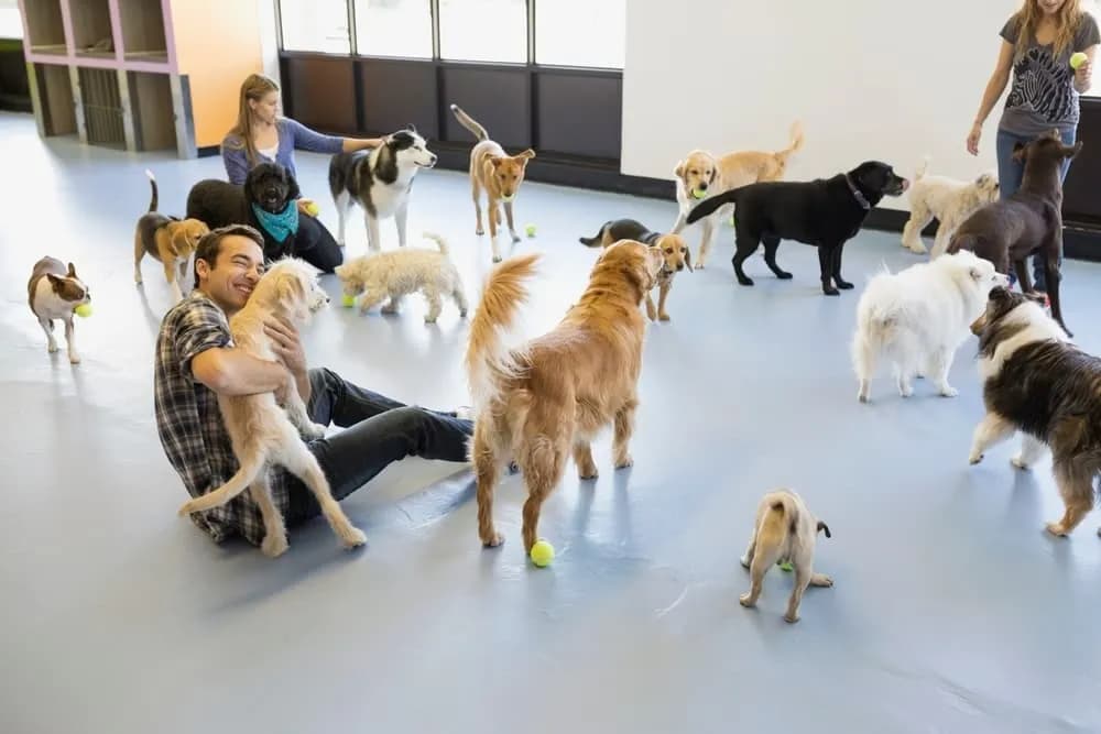Dog boarding in Montavilla